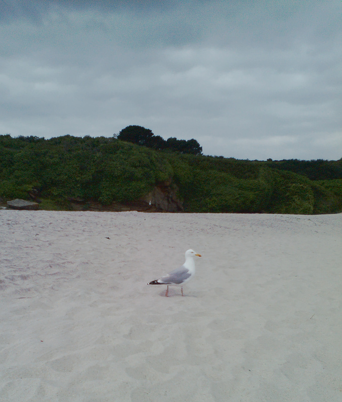 Sea gull at the beach