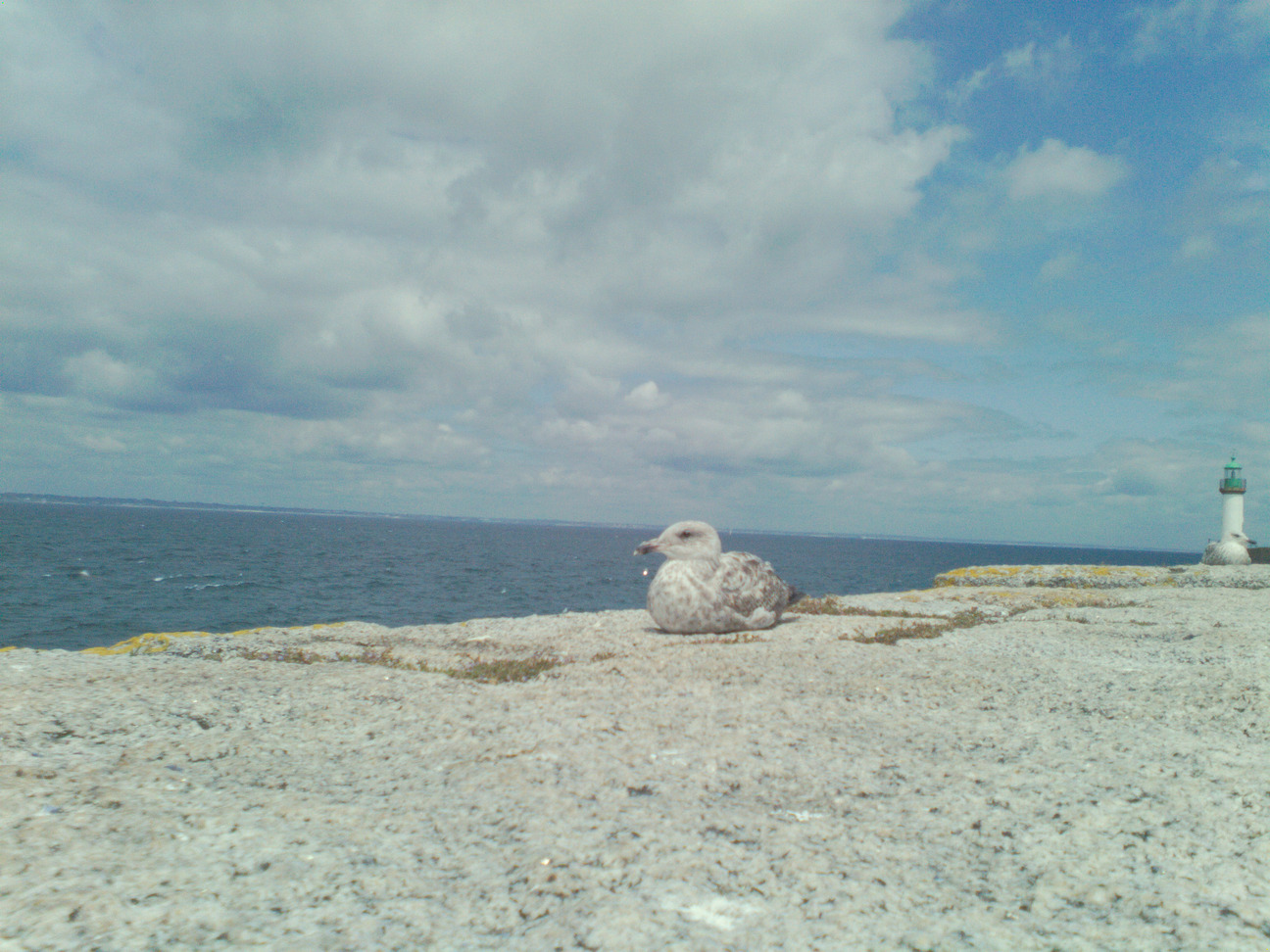 Sea gull on a wall