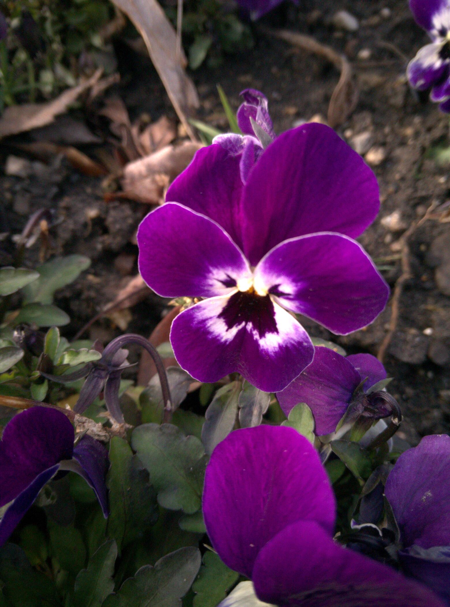 Violet flower